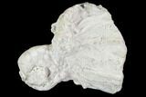 Fossil Crinoid (Cribanocrinus) Crown - Gilmore City, Iowa #102961-1